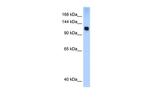SMARCA5 Polyclonal Antibody