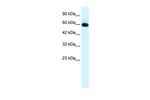 GLIS2 Antibody in Western Blot (WB)