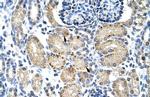 ELL Antibody in Immunohistochemistry (Paraffin) (IHC (P))