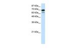 ELL Antibody in Western Blot (WB)