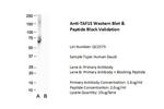 TAF15 Antibody in Western Blot (WB)