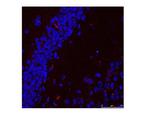 HSPA9 Polyclonal Antibody