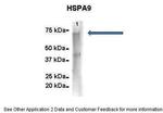 HSPA9 Antibody in Immunoprecipitation (IP)