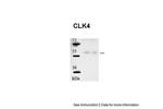 CLK4 Polyclonal Antibody