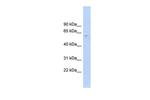 CLK4 Antibody in Western Blot (WB)
