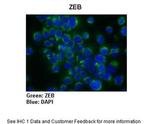 ZEB1 Polyclonal Antibody