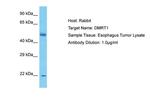 DMRT1 Polyclonal Antibody
