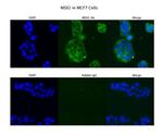 MSX2 Polyclonal Antibody