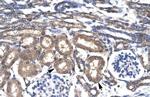 KLF8 Antibody in Immunohistochemistry (IHC)