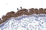 AEBP1 Polyclonal Antibody