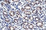 SP7 Polyclonal Antibody