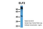 ELF2 Antibody in Western Blot (WB)