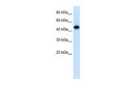 ELF2 Polyclonal Antibody