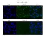 HIC2 Polyclonal Antibody