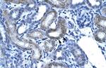 SSBP2 Antibody in Immunohistochemistry (Paraffin) (IHC (P))