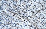 SSBP2 Antibody in Immunohistochemistry (Paraffin) (IHC (P))