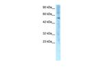 ZNF500 Antibody in Western Blot (WB)