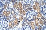 MYCBP Antibody in Immunohistochemistry (Paraffin) (IHC (P))