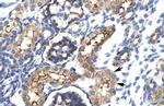 EHF Polyclonal Antibody