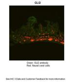 GLI2 Polyclonal Antibody