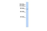 ZC3H7A Polyclonal Antibody