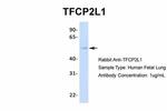 TFCP2L1 Antibody in Western Blot (WB)