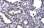 BARHL2 Antibody in Immunohistochemistry (IHC)