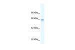 MTF1 Polyclonal Antibody