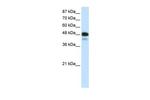 NeuroD2 Polyclonal Antibody