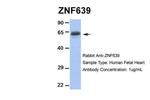 ZNF639 Polyclonal Antibody