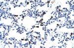 E2F6 Polyclonal Antibody