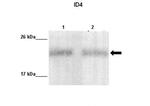 ID4 Polyclonal Antibody