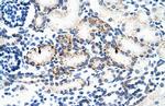 BMP-7 Polyclonal Antibody
