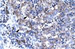 TBX19 Antibody in Immunohistochemistry (IHC)