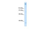 ZNF318 Antibody in Western Blot (WB)