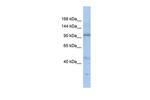 C20orf194 Polyclonal Antibody