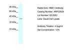HMX1 Antibody in Western Blot (WB)