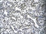 HOXB9 Antibody in Immunohistochemistry (Paraffin) (IHC (P))