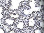 MYEF2 Polyclonal Antibody