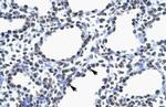 MYEF2 Antibody in Immunohistochemistry (Paraffin) (IHC (P))