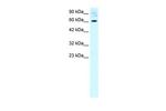 FOXJ2 Antibody in Western Blot (WB)