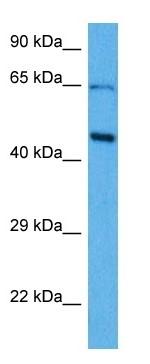 SOX18 Antibody in Western Blot (WB)