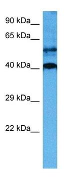 SOX18 Antibody in Western Blot (WB)
