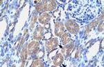 OCT6 Polyclonal Antibody