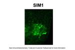 SIM1 Polyclonal Antibody
