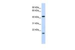 ING3 Polyclonal Antibody