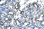 Claudin 17 Antibody in Immunohistochemistry (IHC)