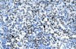 Claudin 17 Antibody in Immunohistochemistry (IHC)