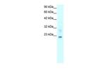Claudin 9 Polyclonal Antibody