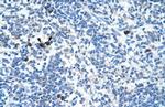 MAFB Polyclonal Antibody